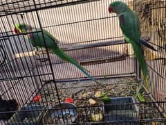 Raw Parrot Pair
