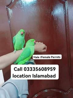 Single 5500 Hand Tamed Friendly Green Ring Neck Parrots Male/Female 0