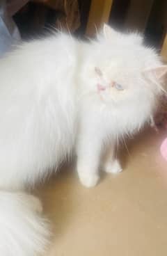 White triple coated persian cat