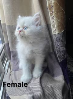 Pair of male and female Persian kittens