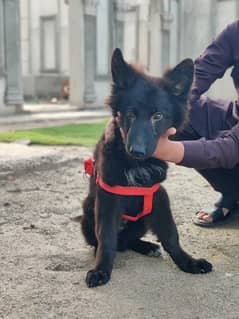 Black German Shepherd long coat