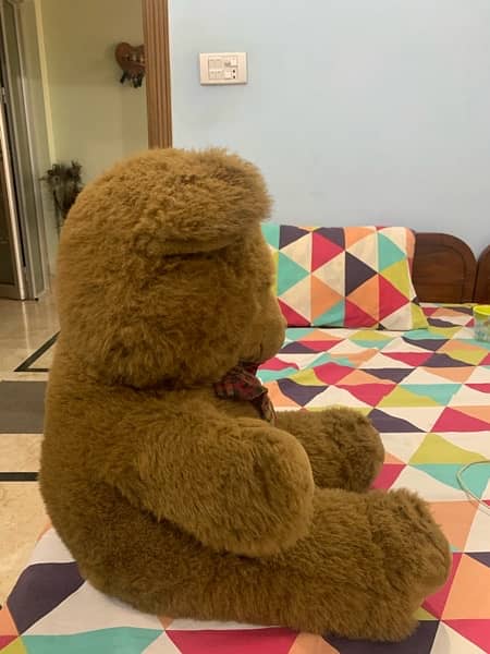 teddy for sale 2