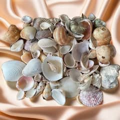 seashells mix for decoration