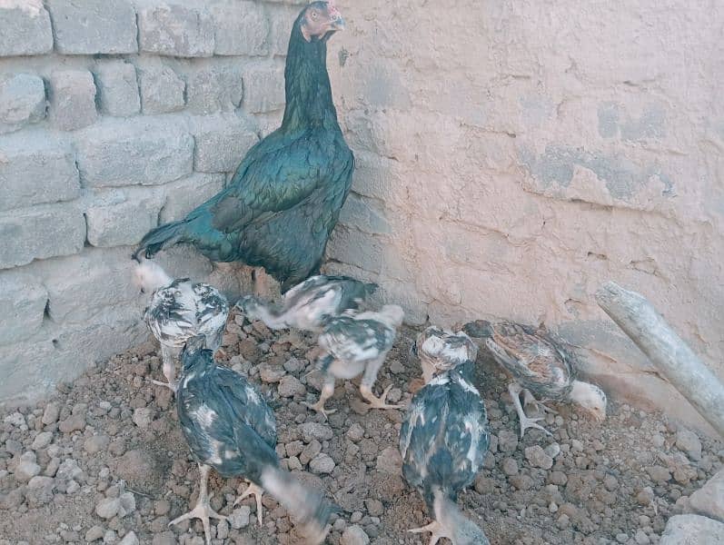 chicken's for sale 2