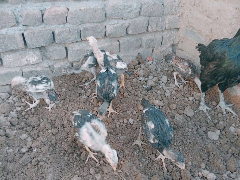 chicken's for sale 4