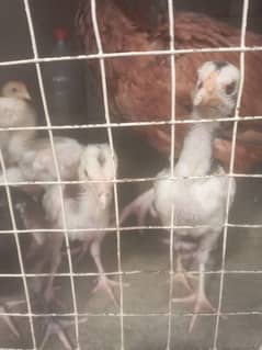 shamo cross aseel chicks for sale halthy