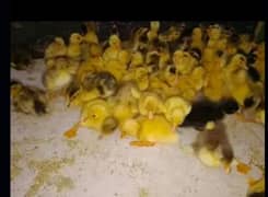 Ducks chicks available in Gujranwala 03086918773 per piece 149