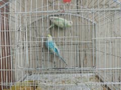 Rainbow budgies pair