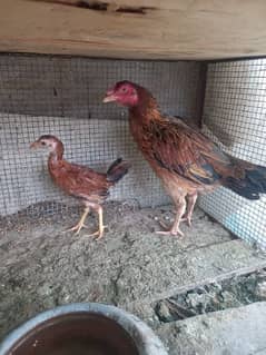 Aseel hen with chick for sale