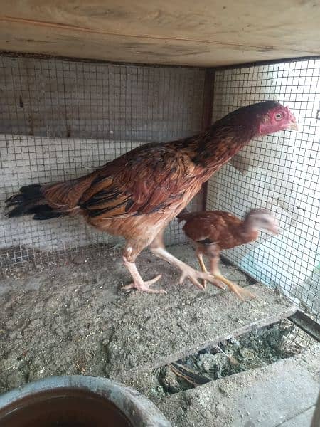 Aseel hen with chick for sale 1