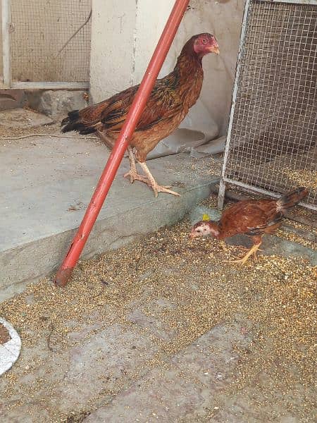 Aseel hen with chick for sale 2