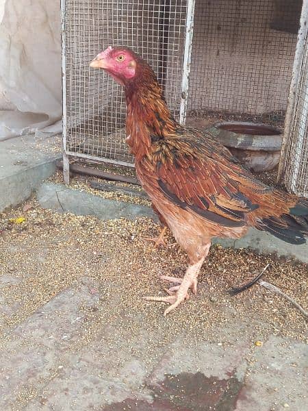 Aseel hen with chick for sale 3
