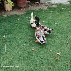 2 pairs of adult ducks