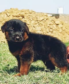 German Shepherd puppies for sale