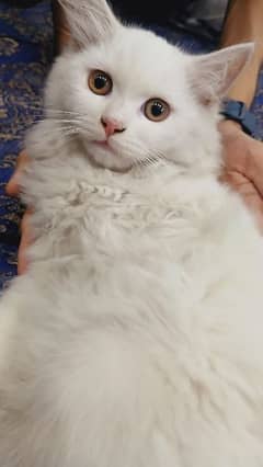 beautiful Persian kitten