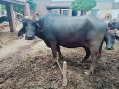 Cow bhanse for sale khali