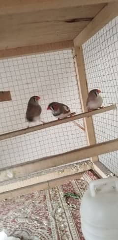 2 pairs of zabera finches breeber pair Message me on WhatsApp