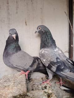 Aseel pigeon