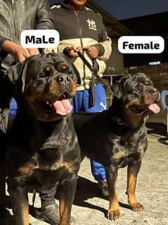 Rottweiler pku pedigree pups | rottweller puppy | rottweiller puppies