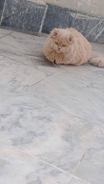 Double coated Persian cat pair for sale and one adult brown female 1