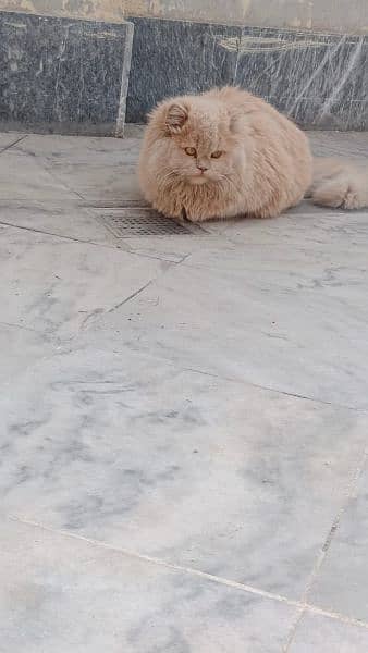 Double coated Persian cat pair for sale and one adult brown female 2