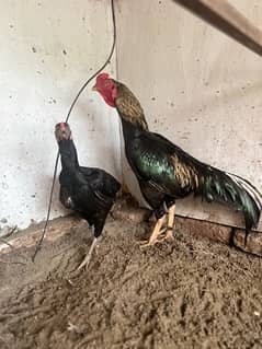 Aseel breeder pair for sale healthy active