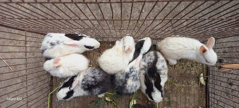 Age : 2 months , red eyes and black eyes , male and female both avail. 10