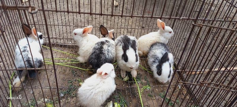 Age : 2 months , red eyes and black eyes , male and female both avail. 11