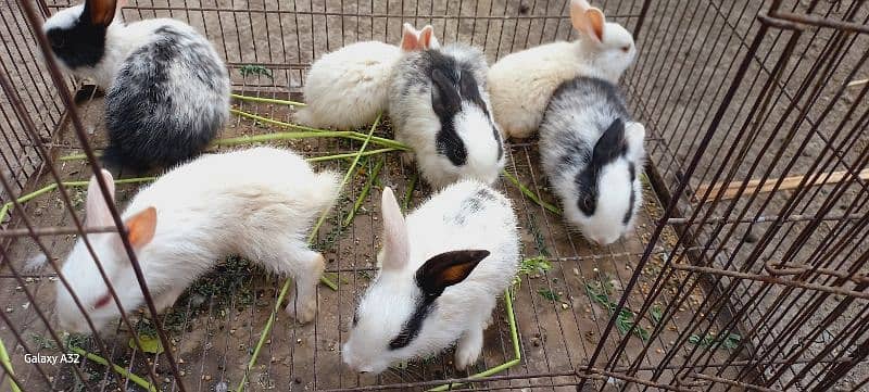 Age : 2 months , red eyes and black eyes , male and female both avail. 12