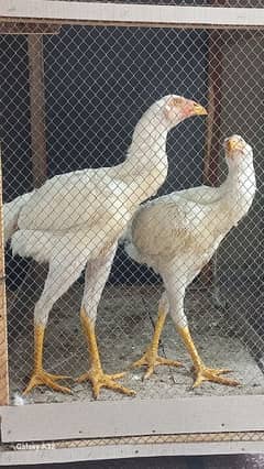 Bird  Shamo . . 06 month age colour white