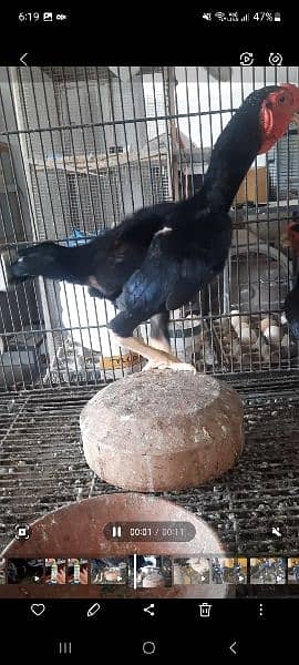 ko shamo black  chicks our pathay avalible 1