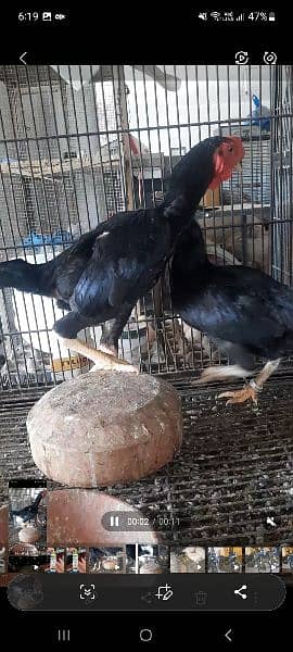 ko shamo black  chicks our pathay avalible 2