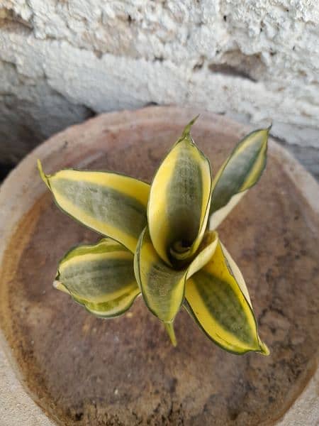 Snake plant flower 2