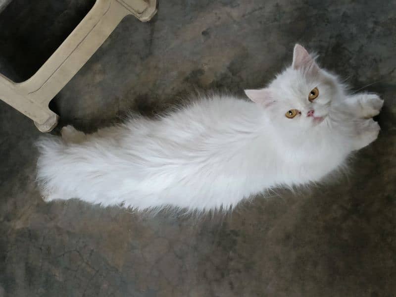 Triple coated pure punch face elder cat and kittens available 6