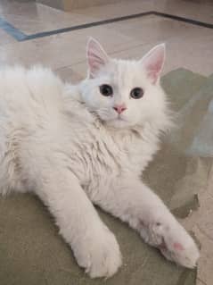 Persian mix 4, 5 months old Male kittens for Sale