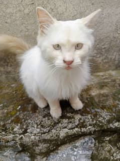 Persian cat for sale double coated
