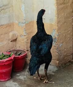 Top quality O shamo black hen