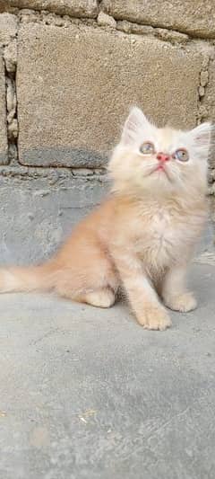 pure persian double n triole coated kittens available