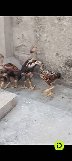 turkish hint chicks. 03196643103