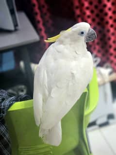 pure greater sulpher cockatoo 5 month age