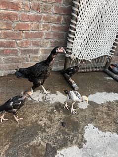 Hen and chicks for sale 0