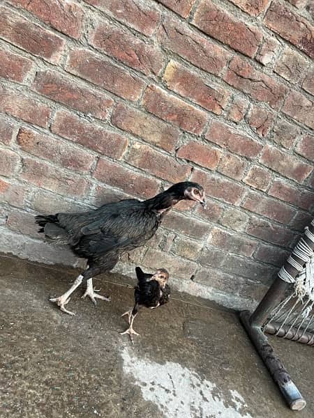 Hen and chicks for sale 7