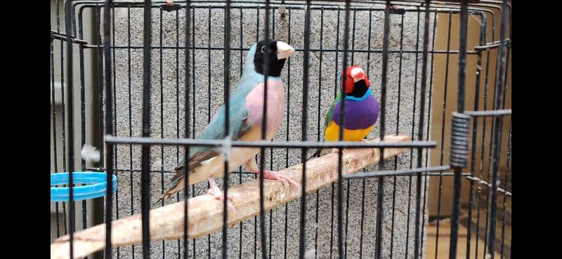 Gouldian Finch Blue x Green Pair 0