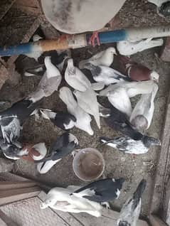 45 pigeons per piese 800