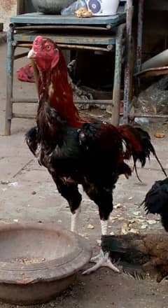 Aseel Hera or Sindhi Lakha Aseel ka chicks for sale ha 0