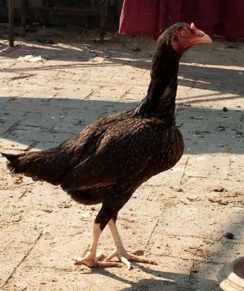 Aseel Hera or Sindhi Lakha Aseel ka chicks for sale ha 3