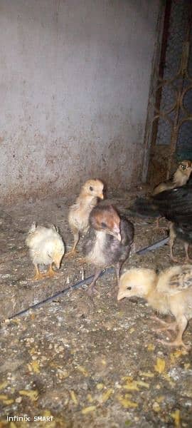 Aseel Hera or Sindhi Lakha Aseel ka chicks for sale ha 6