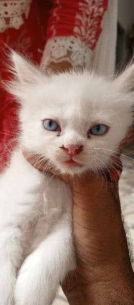 Persian cats for sale 1