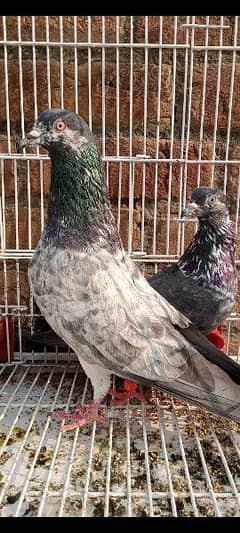Chapra pair for sale Anday bacho ki guarante vedio available on Demand