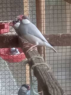 jumbo size Silver and grey java Breeder and ready to breed